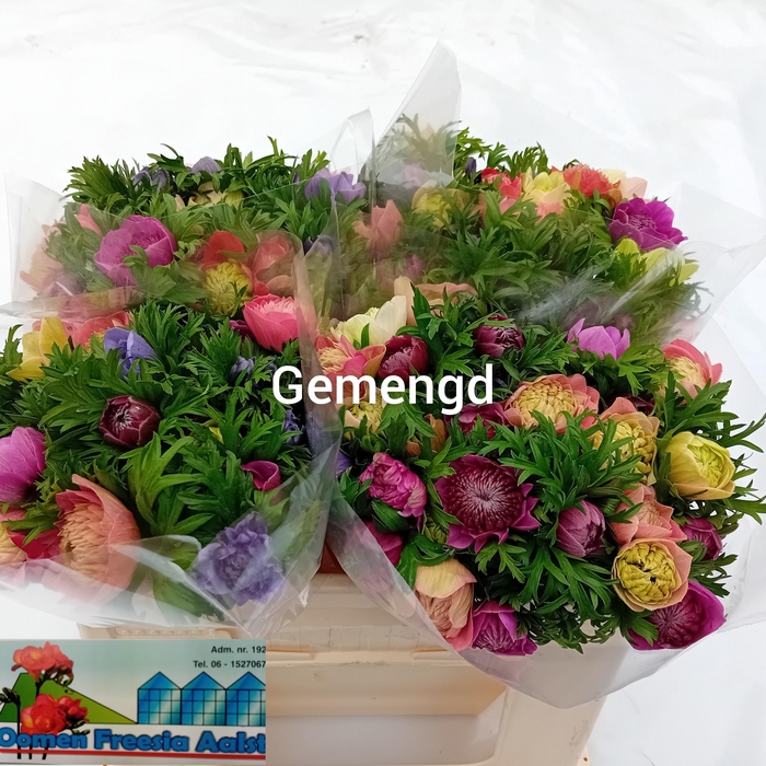 <h4>ANEM CO LEVAN BLU</h4>