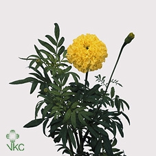 Tagetes M Limegreen