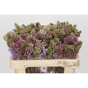 Lilac Vulg Lavaliensis