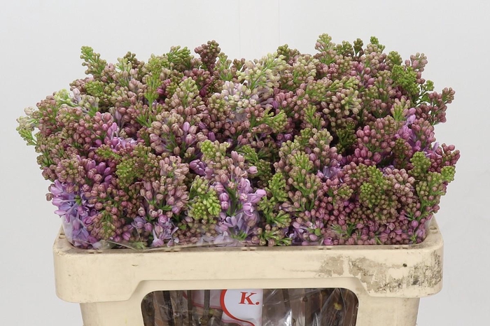 <h4>Lilac Vulg Lavaliensis</h4>