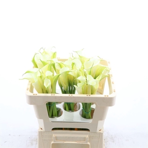 Aethiopica Overig Wit