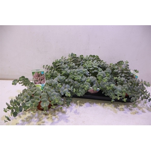 arr8 Sedum Sieboldii