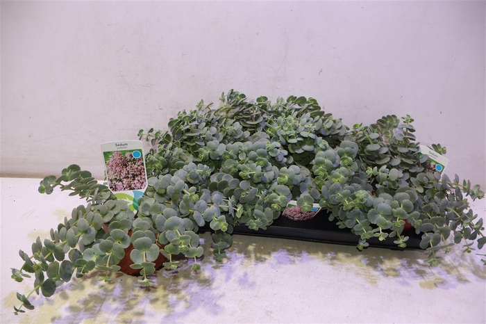 <h4>arr8 Sedum Sieboldii</h4>