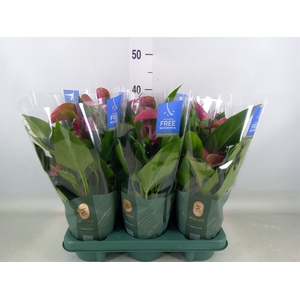 Anthurium andr. 'Pure Purple'
