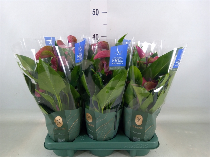 <h4>Anthurium andr. 'Pure Purple'</h4>