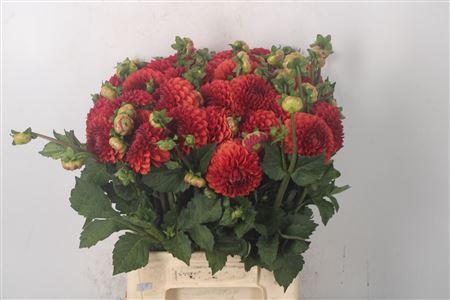 <h4>Dahl Ball Brown Sugar</h4>