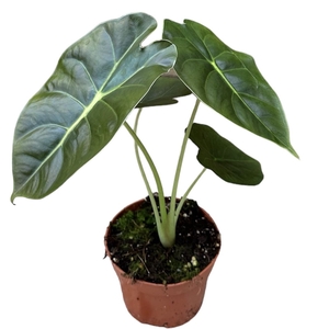 Alocasia