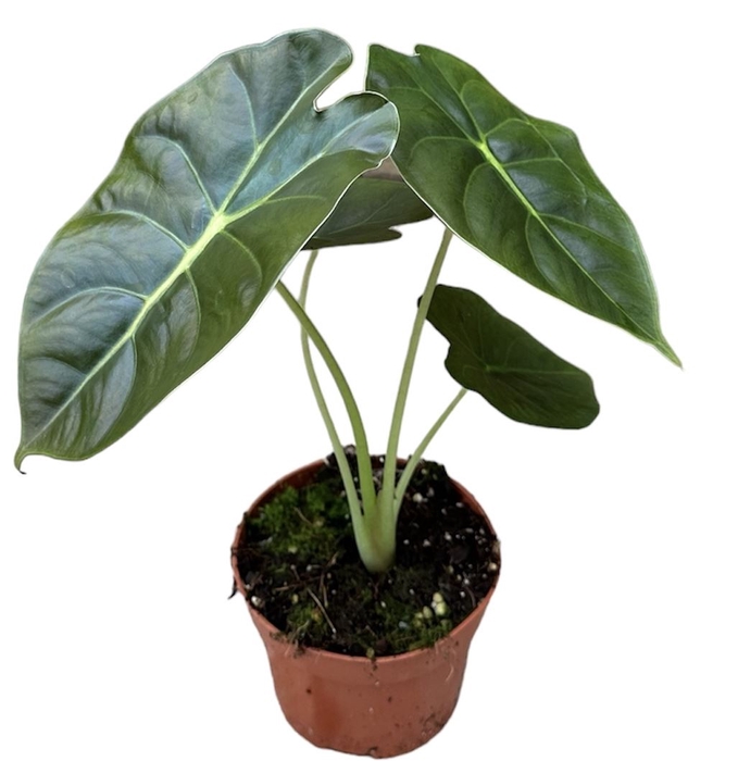 <h4>Alocasia</h4>