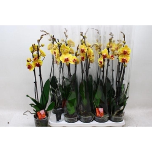 PHAL SOLID GOLD