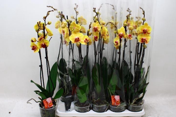 <h4>PHAL SOLID GOLD</h4>