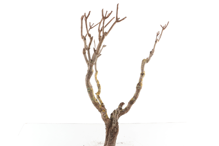 Syringa Branch Super Kubizek