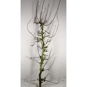 PEAR BRANCHE CONFERENCE X3 (MED)