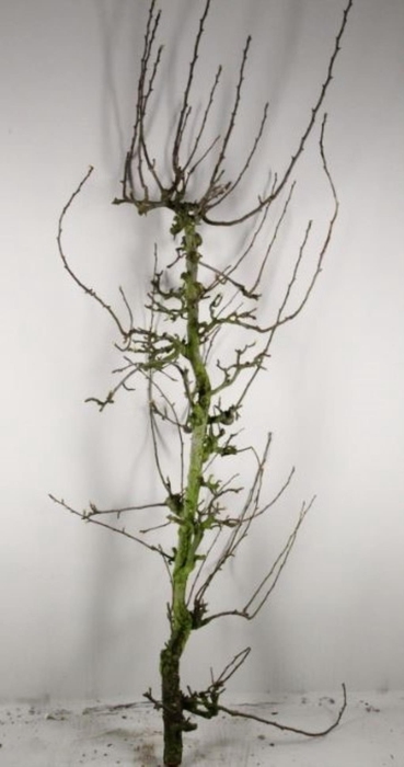 <h4>PEAR BRANCHE CONFERENCE X3 (MED)</h4>