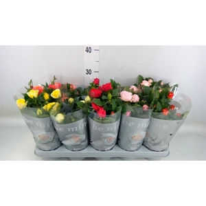 Rosa  'Beau Monde'   ...mix