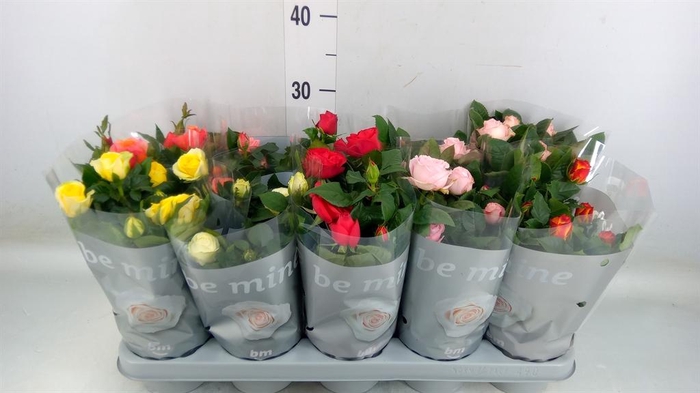 <h4>Rosa 'Beau Monde' ...mix</h4>