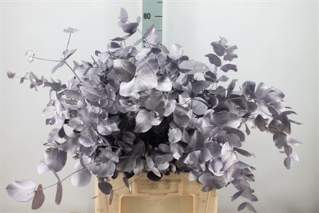 Euca Cinerea Klb. Mett Lavendel X5 300 Gram