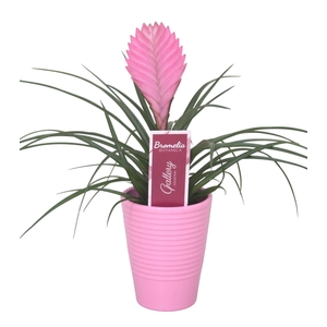 Tillandsia cyanea 'Anita'