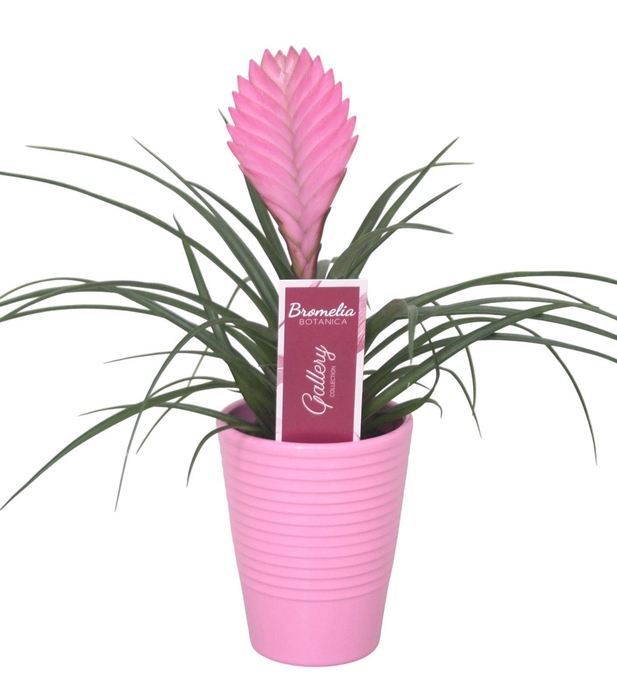 <h4>Tillandsia cyanea 'Anita'</h4>