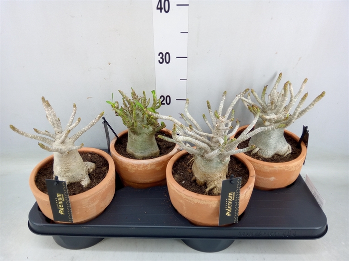 <h4>Adenium NB 'Ansu Baobab'</h4>