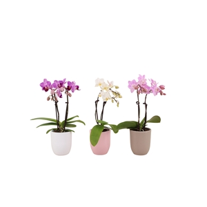 Hugo Hotel Mix Tiny Dolls Mix 2T10+ Aqu@