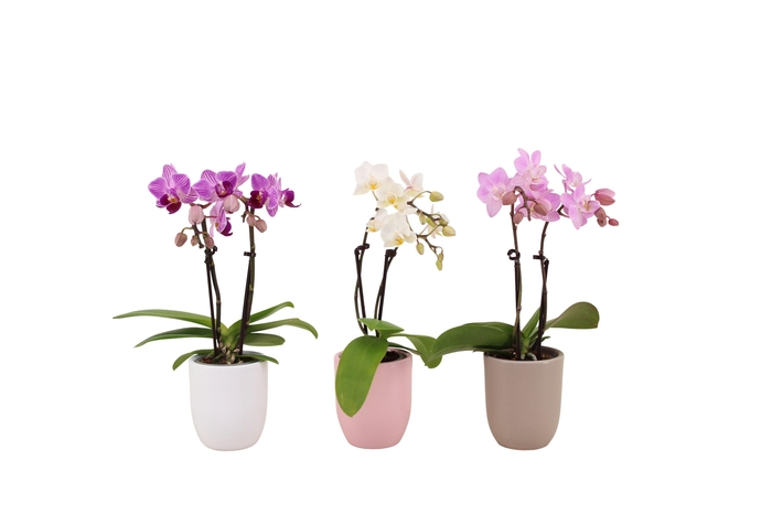 <h4>Hugo Hotel Mix Tiny Dolls Mix 2T10+ Aqu@</h4>