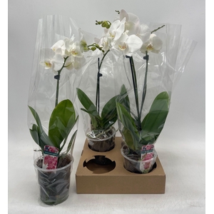 PHAL OV WIT