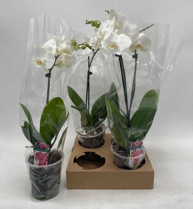 <h4>PHAL OV WIT</h4>