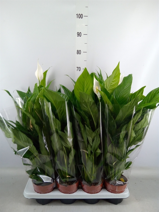 <h4>Spathiphyllum  'Sweet Chico'</h4>