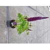 Lupinus 'West Country' Masterpiece - 23 cm