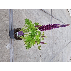 Lupinus 'West Country' Masterpiece - 23 cm