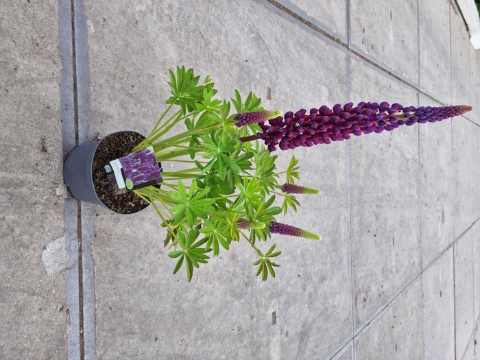 <h4>Lupinus 'West Country' Masterpiece - 23 cm</h4>