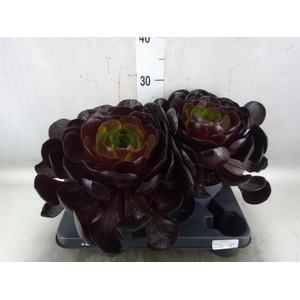 xSemponium 'Destiny'