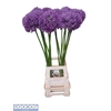 Allium Globemaster