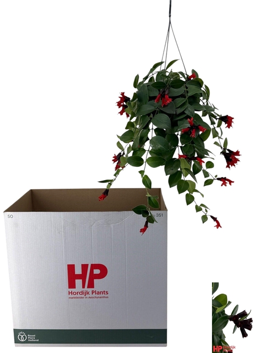 <h4>AESCHYN MONA LISA</h4>