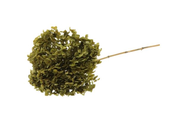 Branch Hydrangea L70D23