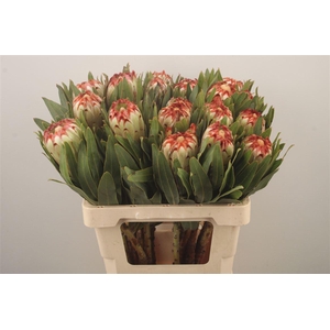 Protea Esmee