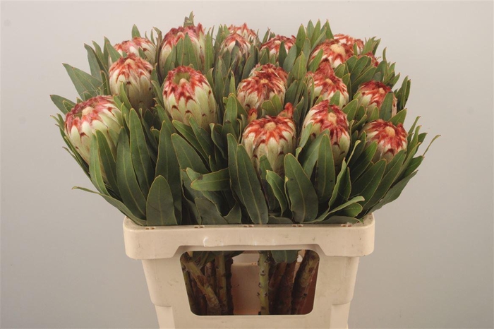 <h4>Protea Esmee</h4>