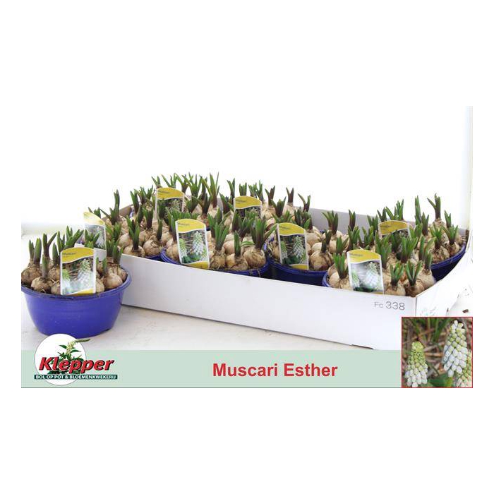 <h4>Muscari Esther 16Ø 12cm</h4>