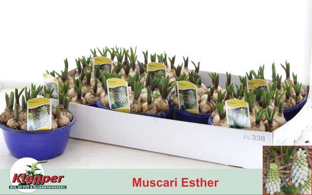 Muscari Esther 16Ø 12cm