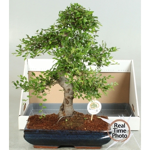 BONSAI GEM