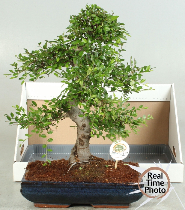 <h4>BONSAI GEM</h4>