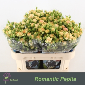 R Tr Romantic Pepita Opstal