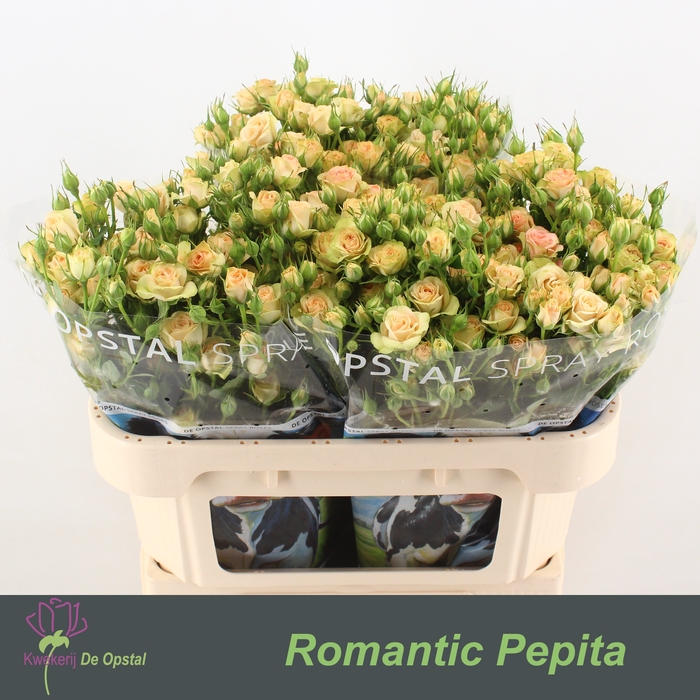 <h4>R Tr Romantic Pepita Opstal</h4>
