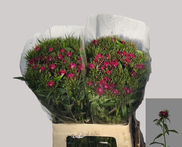 <h4>DI BARB S WILL PURPL</h4>