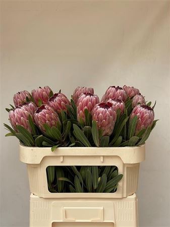 Protea Pink Ice