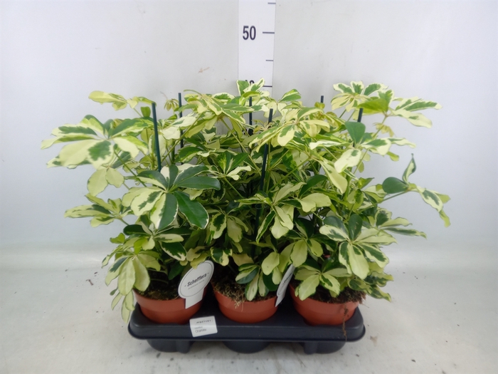 <h4>Schefflera arbor. 'Charlotte'</h4>