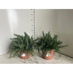 ROSMARIN OF PROSTRAT