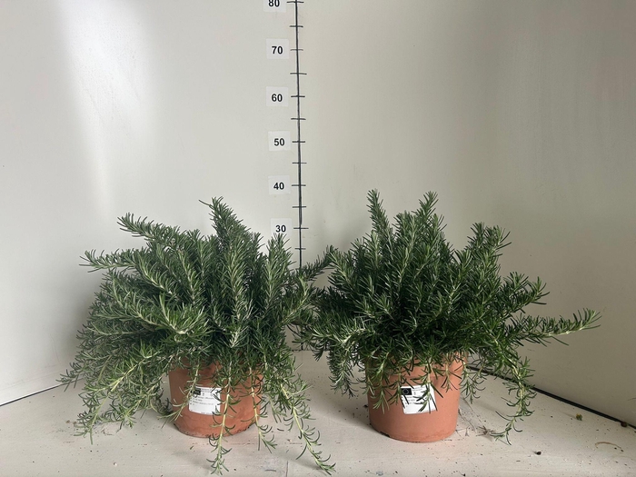 <h4>ROSMARIN OF PROSTRAT</h4>