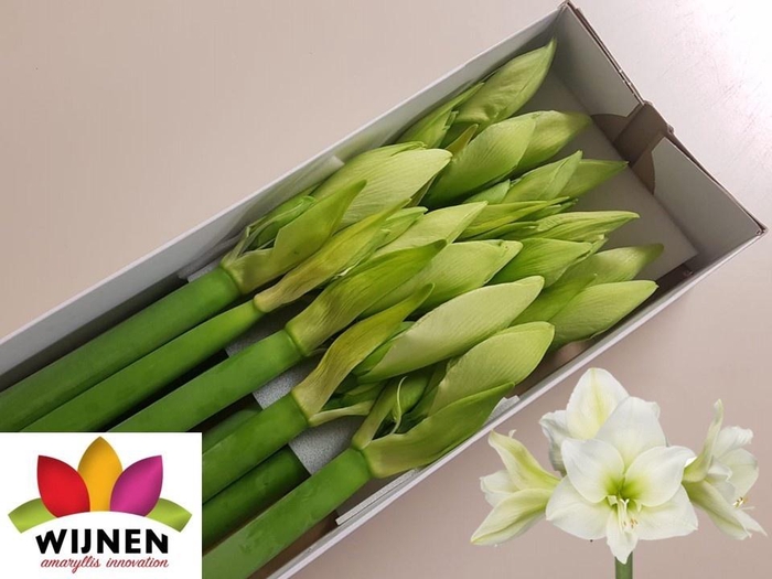 <h4>HIPP GA ALBARINO</h4>