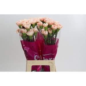Dianthus St Happy Hoshi